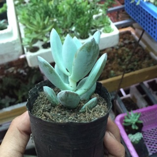 Sỏi pha lê