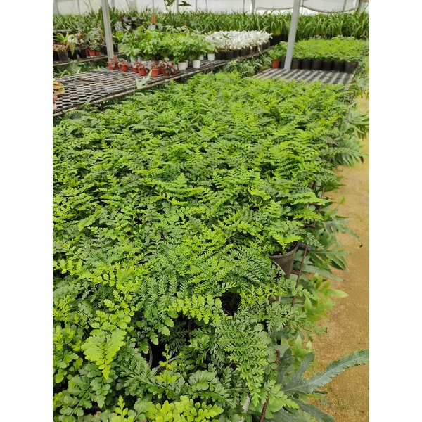 Dương xỉ Parvati- parvati fern, cây có rễ phát triển khoẻ mạnh