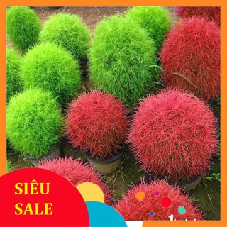 100 Hạt giống Cỏ Đổi màu (tặng gói Kích nẩy mầm và Hướng dẫn)