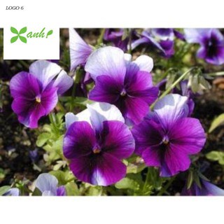 Hạt giống Păng xê hỗn hợp 10 (Hoa Tử La Lan)