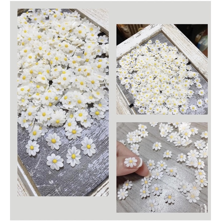 Hoa bột cúc hoạ mi(giá 1 bông)