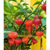 5h Hạt Giống Ớt Kiểng Lùn Biquinho Đỏ Shop hạt giống TỐT