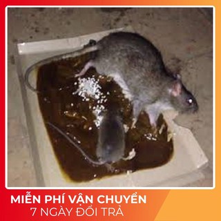 Keo dính chuột , keo dính chuột siêu dính