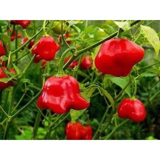 Hạt giống ớt hoa hồng gói 30 hạt (radiant)