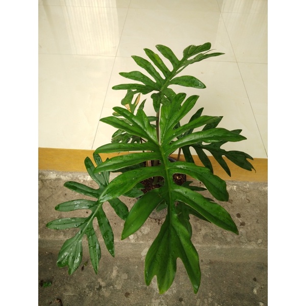 Cây Trầu bà lá xẻ Mayoi - Philodenron mayoi