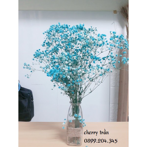 Hoa baby ướp ❤️FREESHIP❤️ Gypsophila hoa khô trang trí phòng ngủ, làm đồ handmade