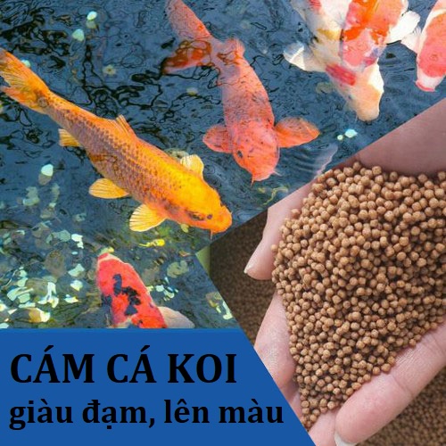 Cám chuyên dụng cho cá Koi, giàu đạm giúp cá khỏe, lớn nhanh, lên màu đẹp (hàng cty)