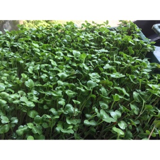 Combo 2 cân hạt giống rau mầm rau muống và rau mầm củ cải trắng