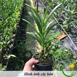 HOA LAN DENDRO NẮNG - THƠM BANANA