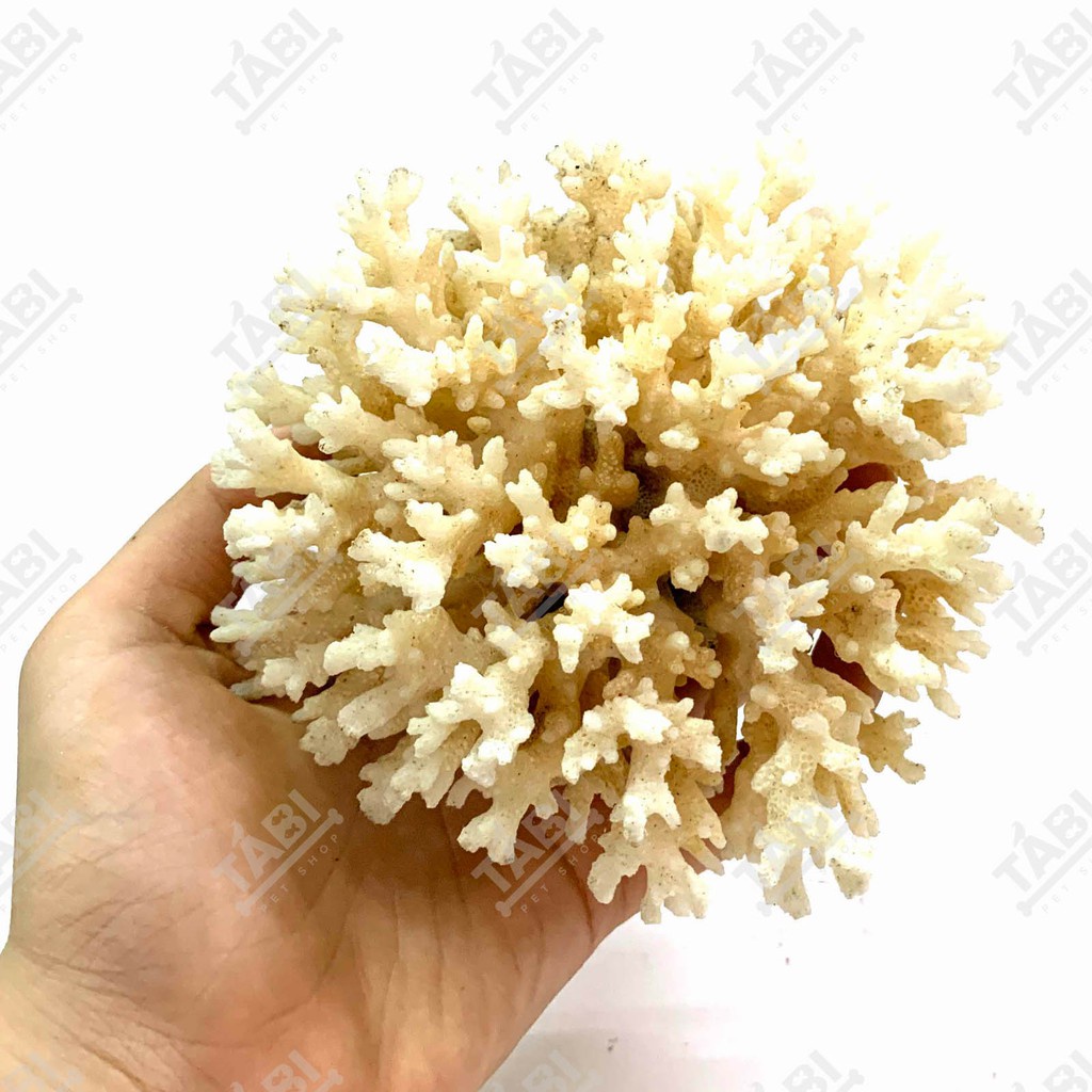 Chùm Bông San Hô Đá Setup Hồ Cá - San Hồ Trang Trí Hồ Cá