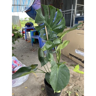 Trầu bà lá xẻ Nam Mỹ