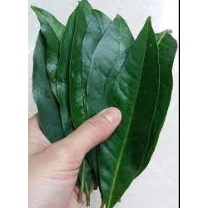 Lá vối nếp tươi xanh