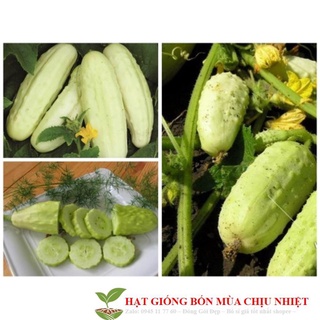 Gói 10 hạt giống dưa leo gai trắng