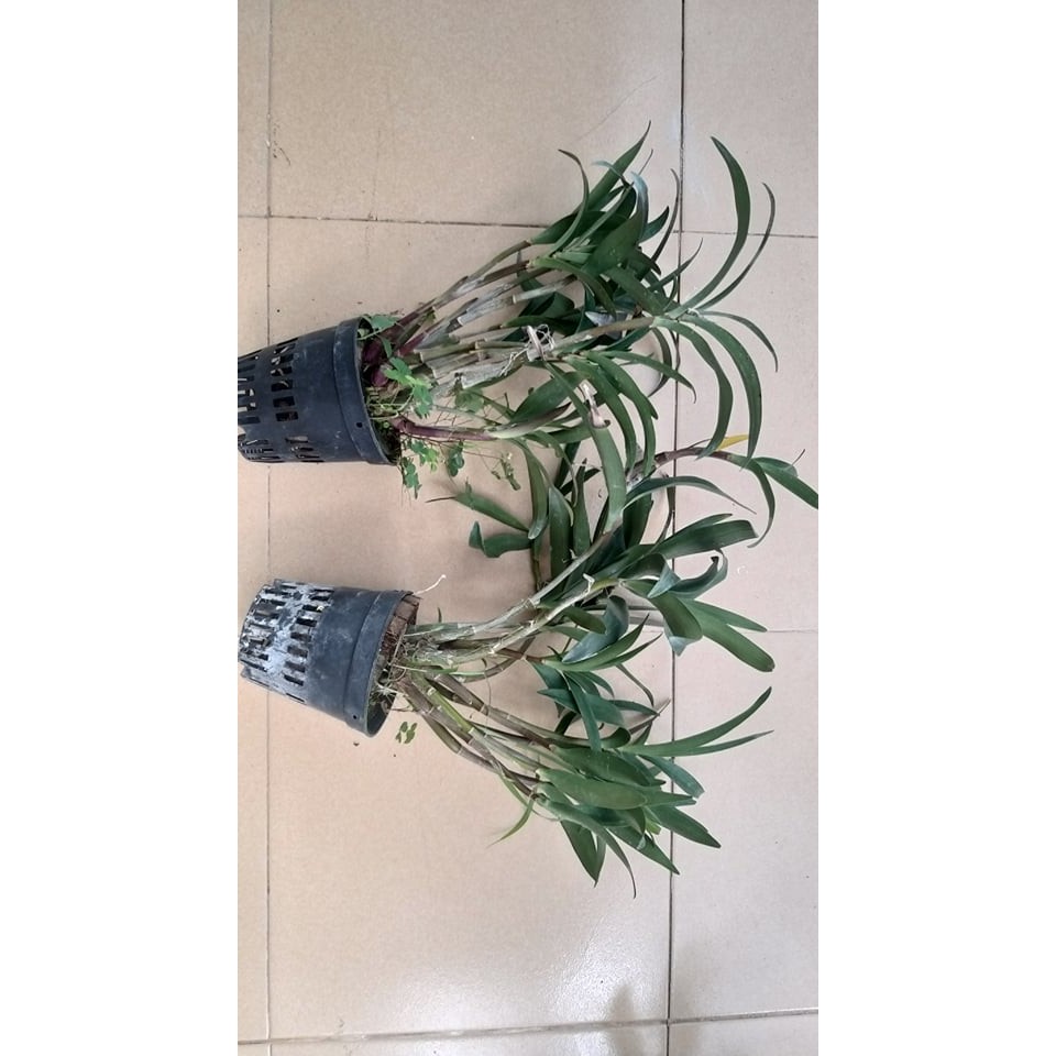 Hoa lan dendro úc cây trưởng thành