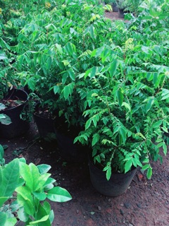 Cây Khế Size Lớn Cho Sai Trái