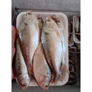 Cá mòi tươi