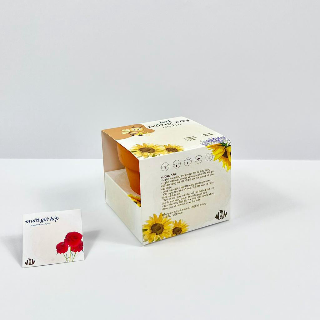 Bộ kit trồng cây mini, bộ trồng cây mini trang trí bàn làm việc, quà tặng sinh nhật, quà tặng cho bé