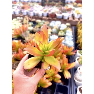 Sen đá tứ phương size bầu 4-6cm