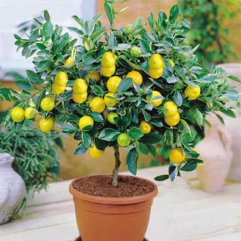 30 hạt giống hồng bì ngọt
