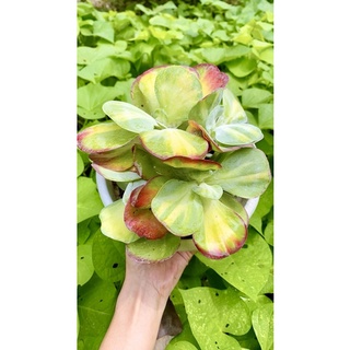 sen đá bươm bướm sz 20cm
