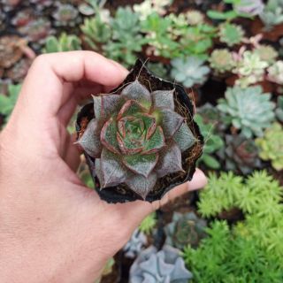 Sen đá hoa hồng đen