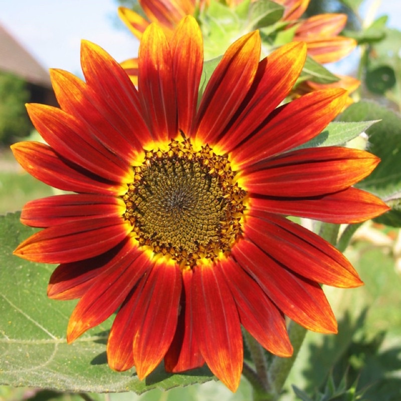 Hạt giống hoa hướng dương đỏ cao sản F1