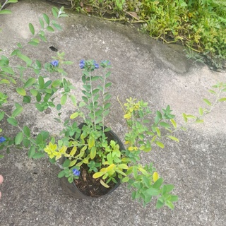 Chậu hoa thanh tú đang hoa nụ