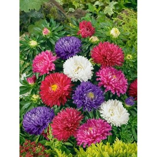 Hạt giống hoa Cúc đà lạt