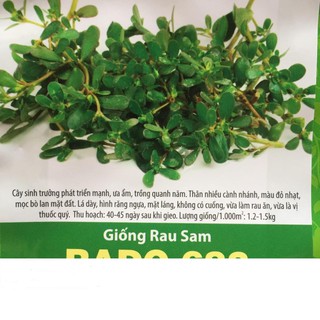 Hạt giống rau sam 1gr