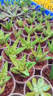 Sen aloe hàm cá sấu