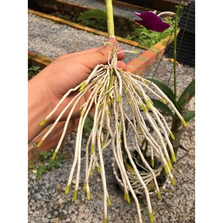[CHÍNH HÃNG] Siêu Kích Rễ VMC