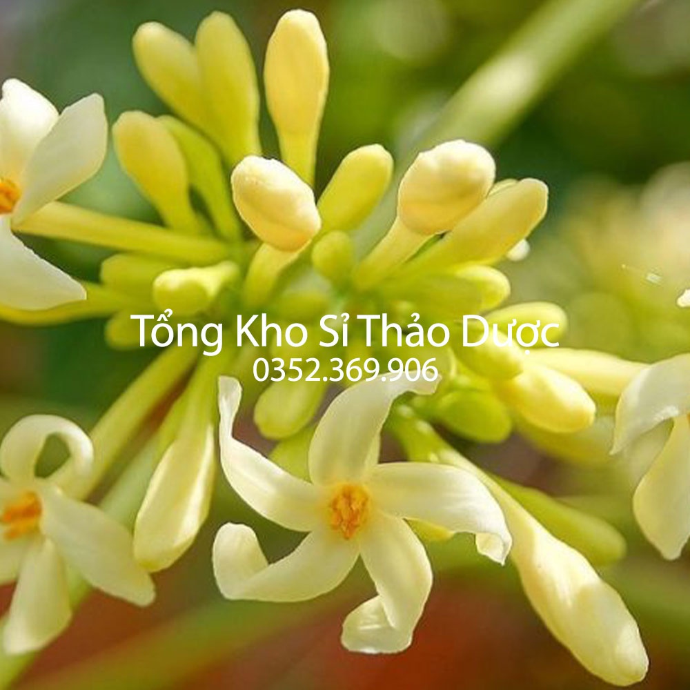 Hoa Đu Đủ Đực Thượng Hạng 100g (Khô,Thơm,Sạch)