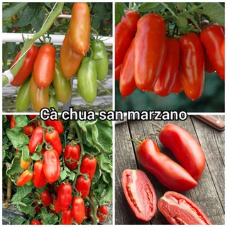 Hạt giống cà chua chuối quả đỏ ( cà chua ngón tay ) 30 hạt (TẶNG gói kích thích hạt nảy mầm)