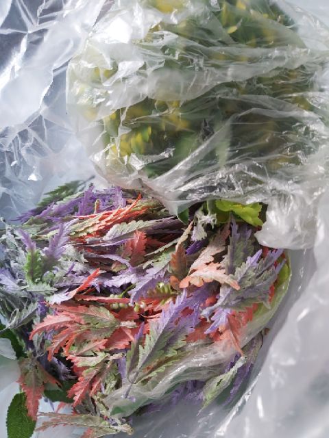 Cỏ điểm các loại