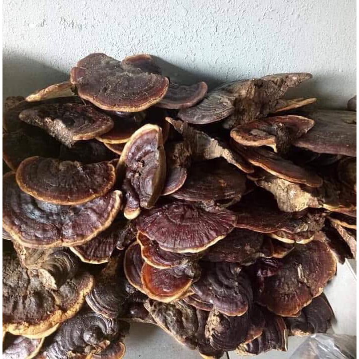 Nấm Linh CHi Rừng Tây Bắc 1 Kg