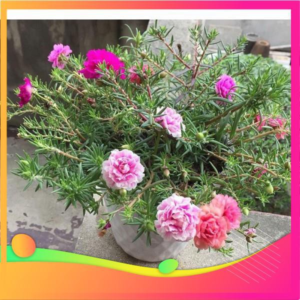 Hạt Giống Hoa Mười Giờ Mỹ Kép Mix VIETGAR