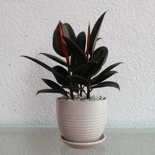 Cây đa búp đỏ-xanhshop22