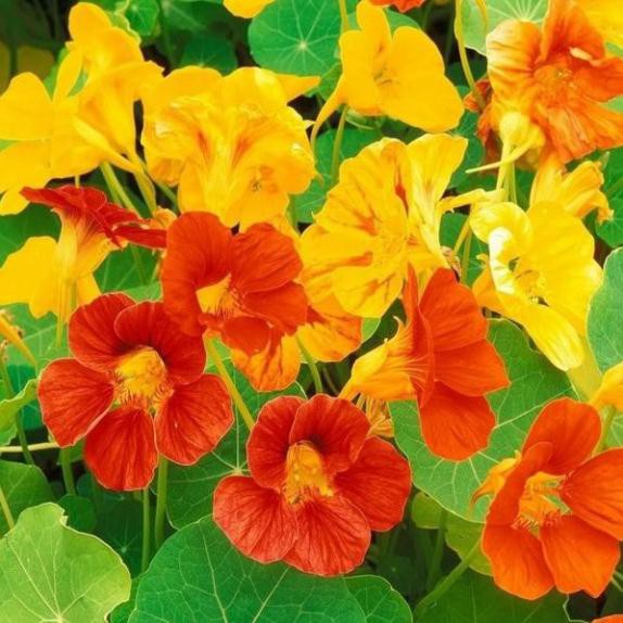 HẠT HOA SEN CẠN NHIỀU MÀU DÂY LEO - GÓI 1 GRAM