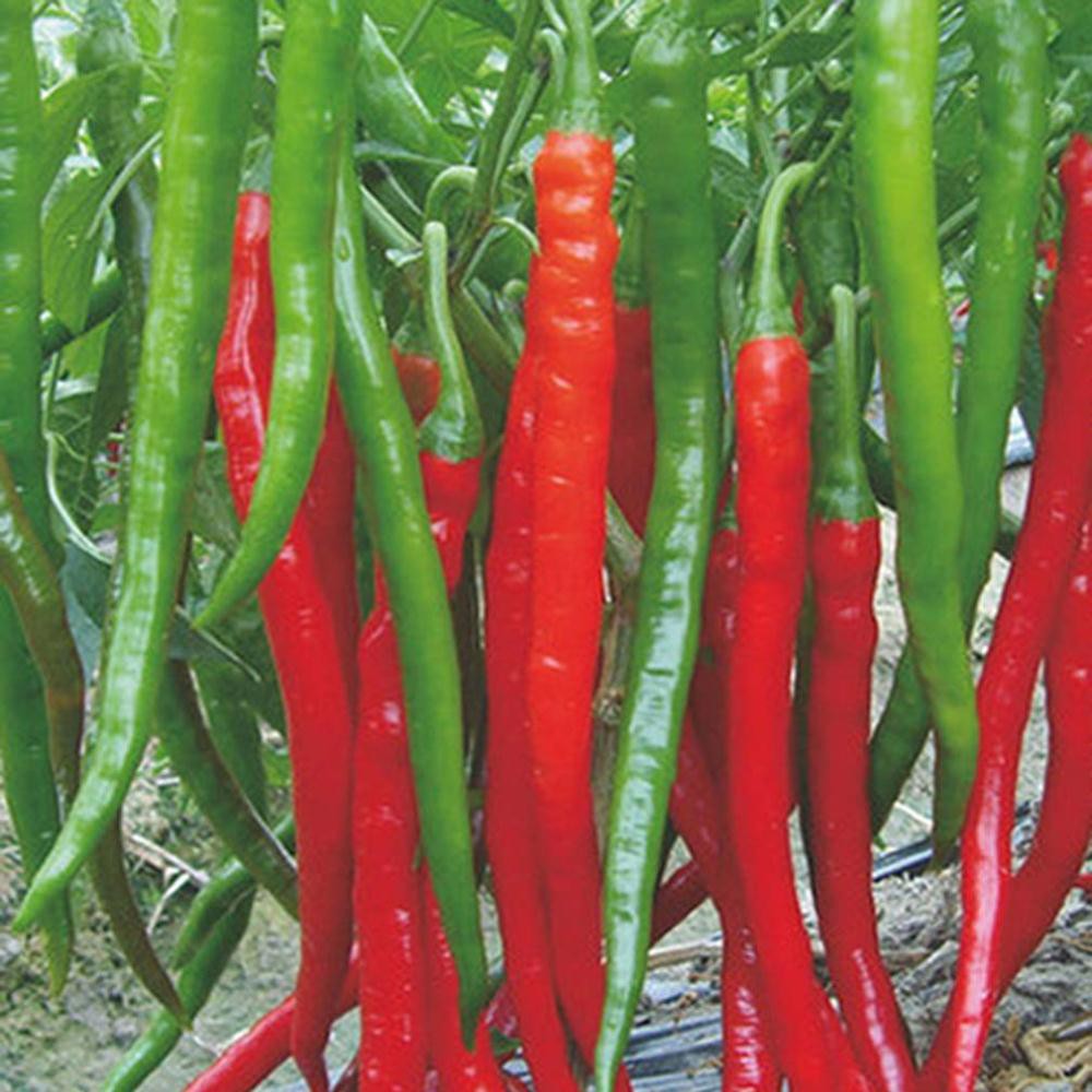 20 Hạt giống quả ớt dài hàn quốc  KHUYẾN MẠI SHOP MỚI HẠ GIÁ SỈ
