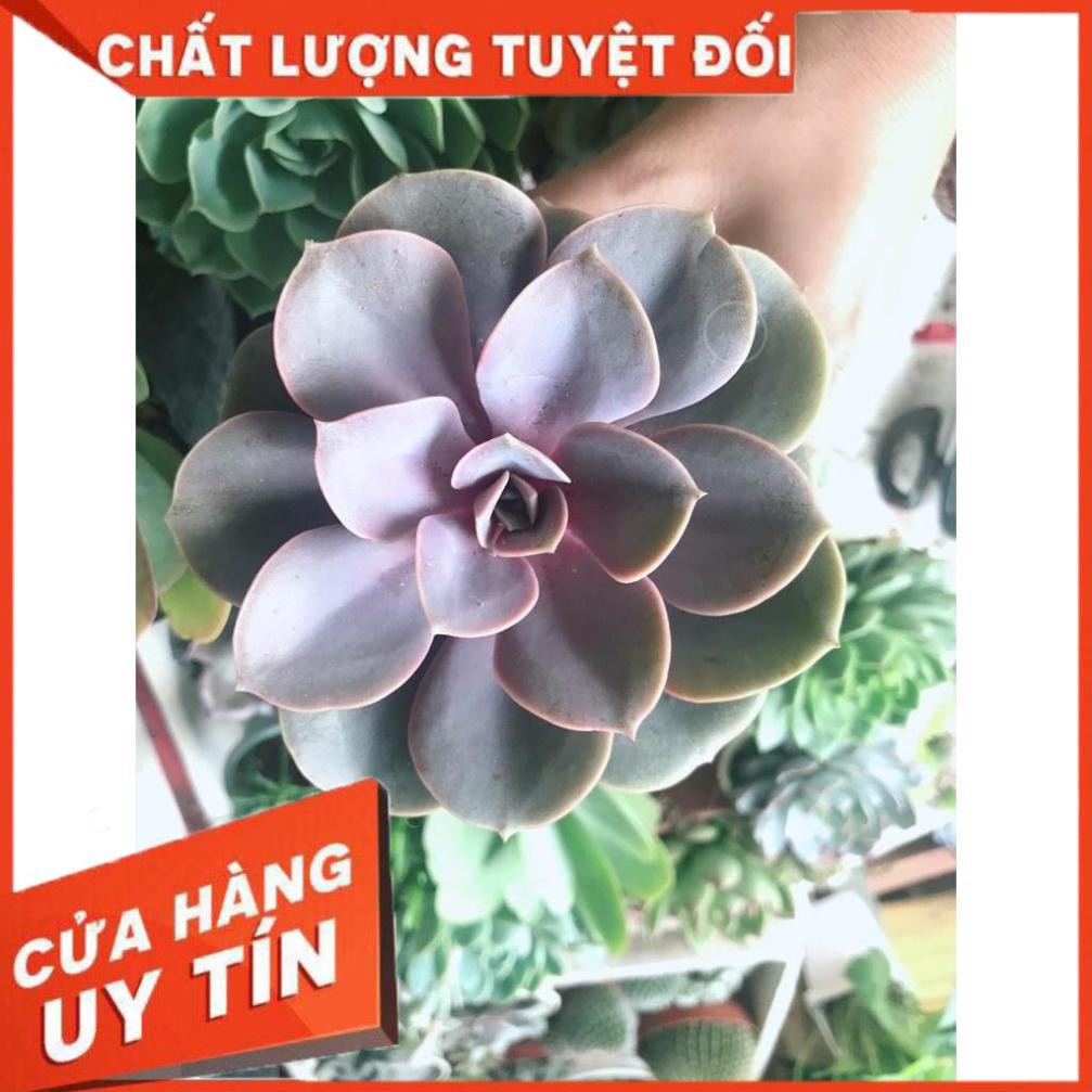 Combo 10 cây sen trung Nhiều Người Mua