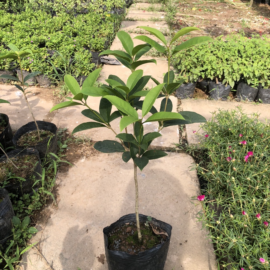 Cây mộc hương ta, Cao 40- 60cm thoát thân giống cực khỏe sống ổn định gốc to chắc khỏe, thu hoạch sớm sau 1 năm