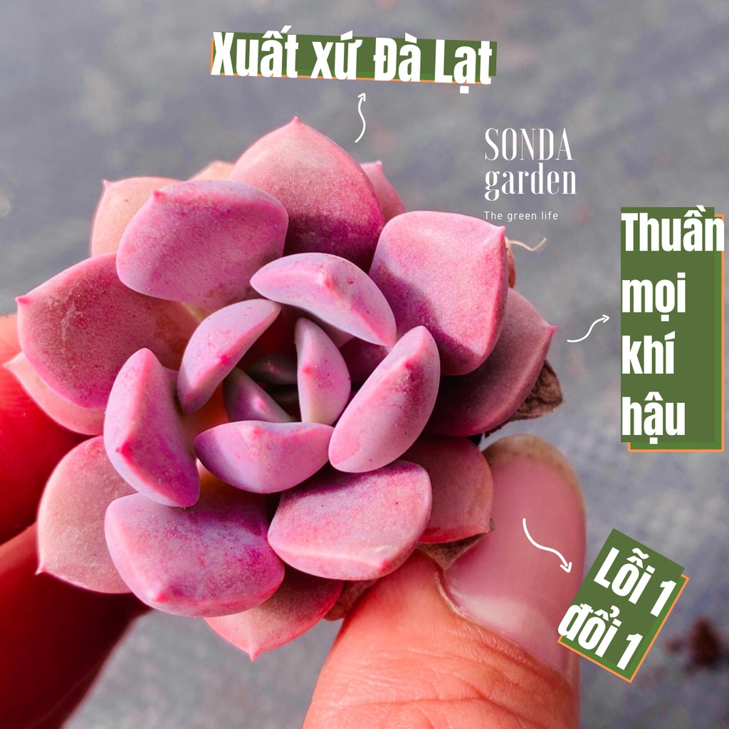 Sen đá hồng hoa SONDA GARDEN size mini 2.5-4cm, xuất xứ Đà Lạt, khoẻ đẹp, lỗi 1 đổi 1