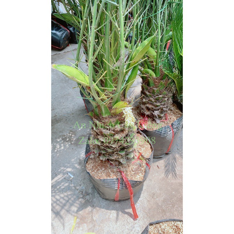 Cau Nga Mi Có Hoa Lớn