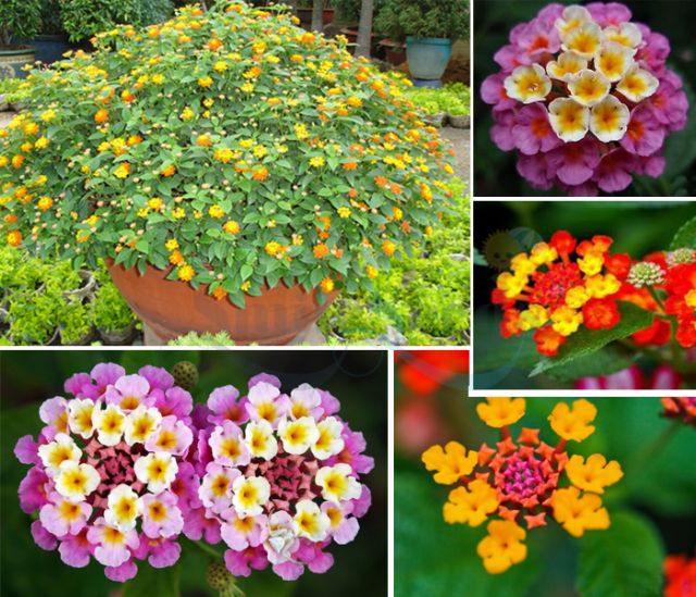 Hạt giống hoa Ngũ Sắc Mix nhiều màu hoa