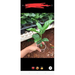 CÂY GIỐNG CHANH LEO CHUỐI (GHÉP SIÊU SỚM)