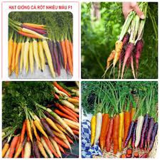 Hạt giống cà rốt nhiều màu (0,22G)