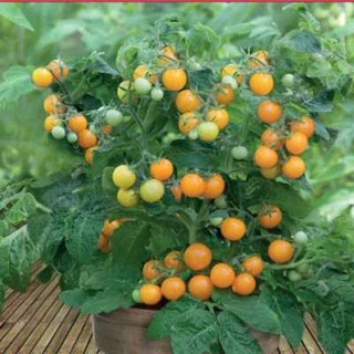 hạt giống cà chua bi vàng 50 hạt