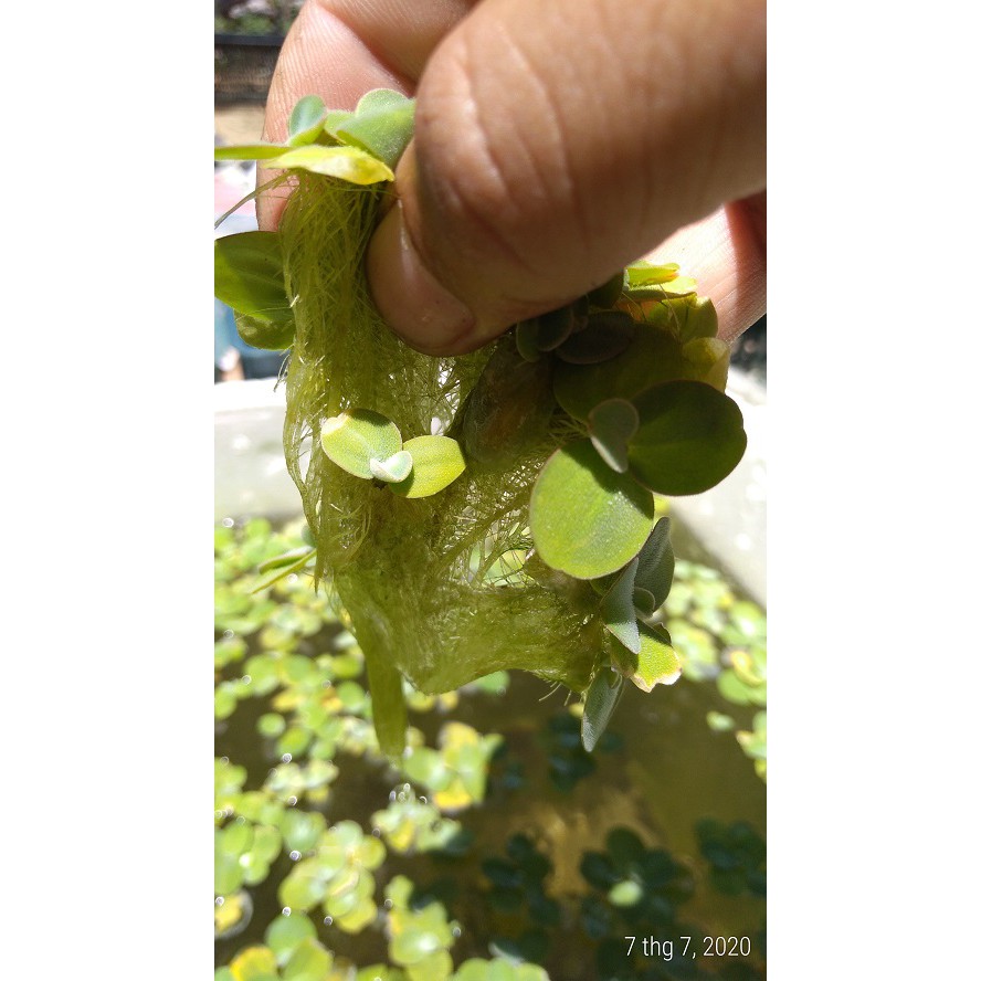 Bèo cái nhật mini - Cây thủy sinh