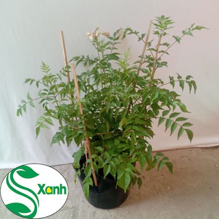 Cây Hồng Thiên Hương (Cây Leo)