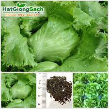 Hạt giống xà lách cuộn Minetto 2gr (xà lách giòn) HOT